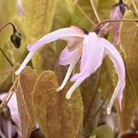 Epimedium leptorhizum